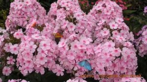 Флокс метельчатый Брайт Айс (phlox paniculata) ? обзор: как сажать, рассада флокса Брайт Айс