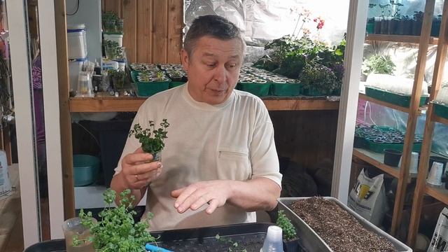 [Цветы] Черенкование Бакопы DOUBLE INDIGO BLUE. смотреть онлайн