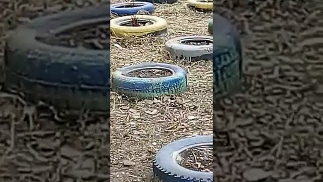 Шинавые клумбы смотреть онлайн
