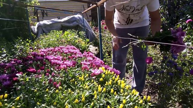 Хризантемы в сентябре, выращивание по израильской методике