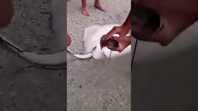 Скат с детенышами на берегу смотреть онлайн