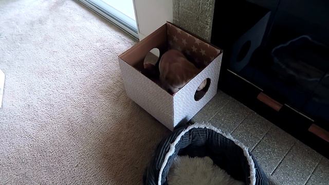 У НАС ПОЯВИЛСЯ КОТЕНОК! смотреть онлайн