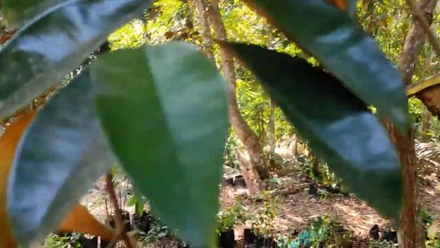 Milk fruit (Chrysophyllum cainito), Exotic fruits in Kerala Part- 14 смотреть онлайн