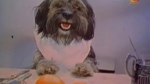 Барбос в гостях у Бобика