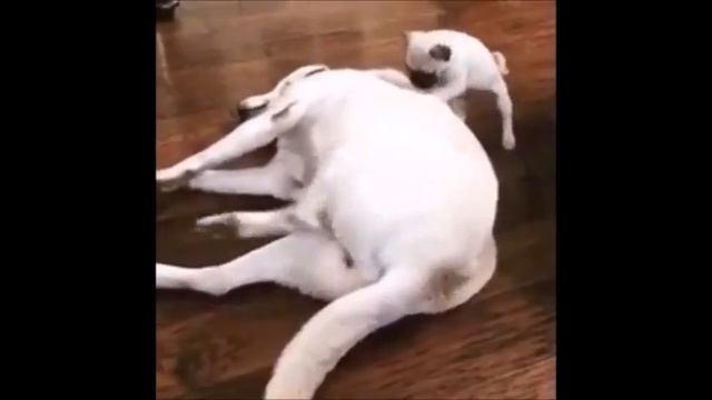 Гифки про животных!!! смотреть онлайн