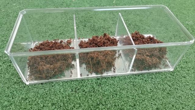 Террариум для скорпионов ( HOTTENTOTTA HOTTENTOTTA ) смотреть онлайн