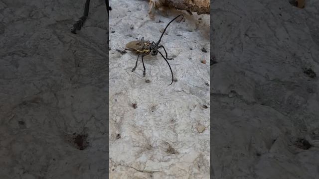 Жук-усач финиковый. Жук-дровосек. Batocera rufomaculata. יקרונית התאנה #shorts смотреть онлайн