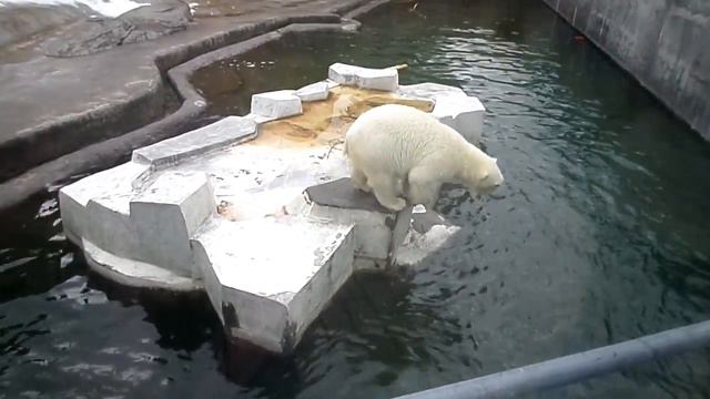 Белые медвежата в московском зоопарке смотреть онлайн