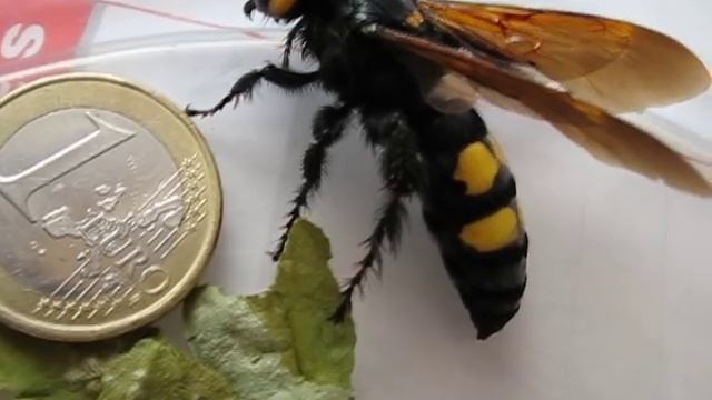 Megascolia Maculata Flavifrons смотреть онлайн