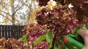 Как осенью сделать обрезку гортензии Ванилла Фрейз.