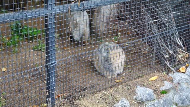 Манул Намика гоняет сыночка Шу. Ленинградский зоопарк смотреть онлайн