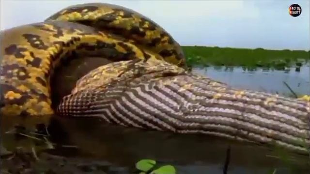 Anaconda Vs Python || Green Anaconda Vs Reticulated Python || Python Vs Anaconda. смотреть онлайн