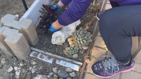 Succulent Tapestry Maintenance Part 1