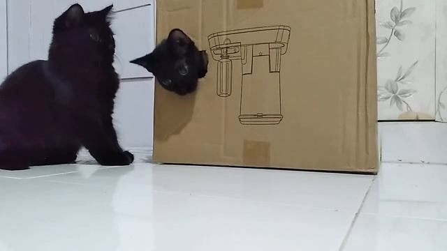 CAT IN THE BOX GAME смотреть онлайн