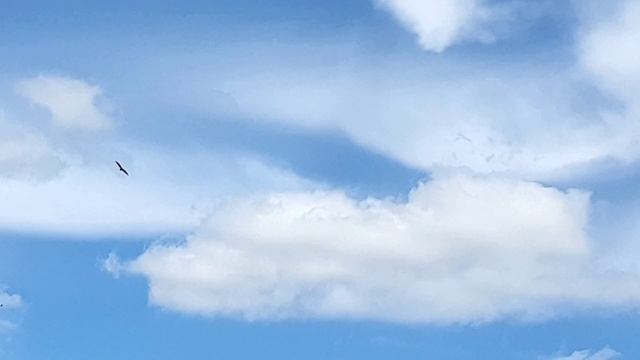 Ястреб парящий в небе смотреть онлайн