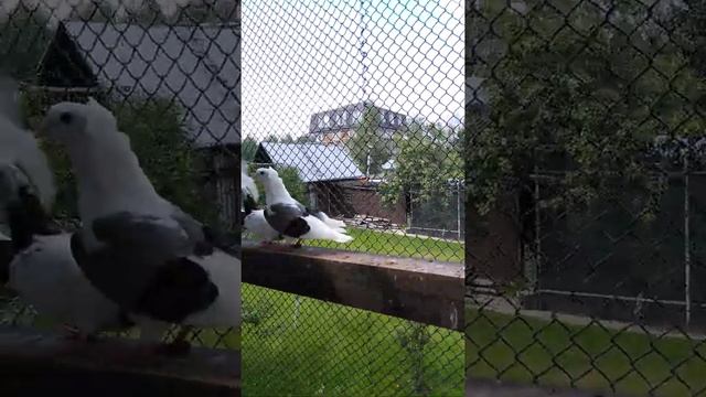 Бойные игровые голуби различных пород и линий смотреть онлайн