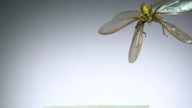 Insect Flight | Capturing Takeoff & Flying At 3,200 FPS