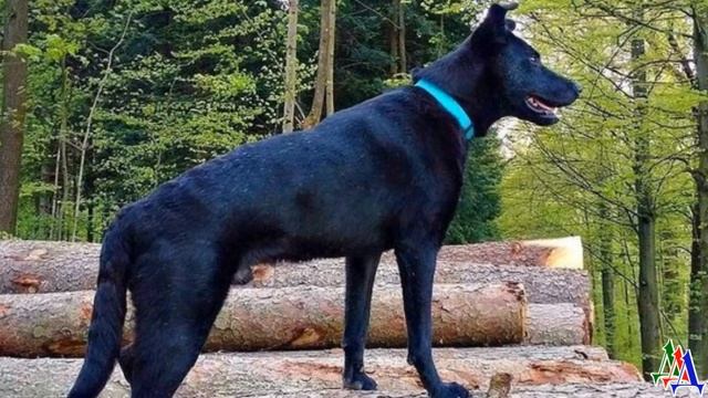 Этот пес медленно умирал на улице - он был истощен до предела, шерсть выпадала клочьями, а кожа... смотреть онлайн