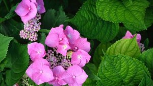 Любовь. Юлия Друнина (слушать стихи о любви)