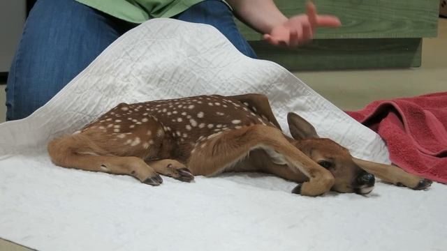 Fawn Facts смотреть онлайн