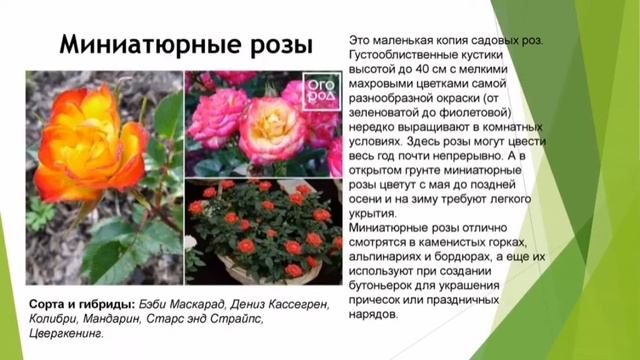 Розарий. Ароматные розы в вашем саду смотреть онлайн