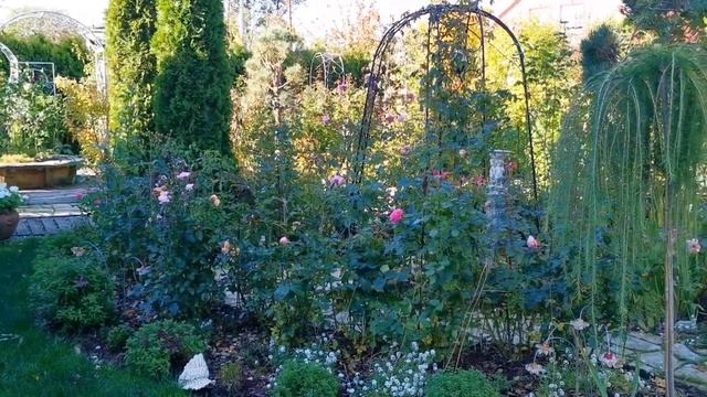 Осенние краски в саду. Розы, цветущие в октябре смотреть онлайн