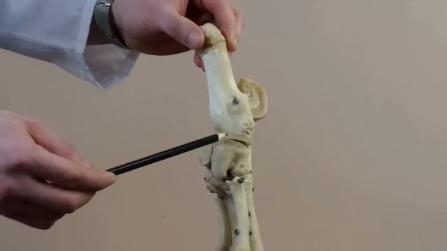 скелет стопы свиньи смотреть онлайн