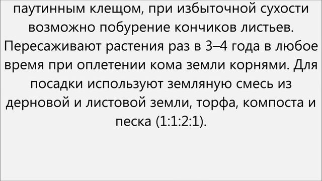 Циперус уход смотреть онлайн