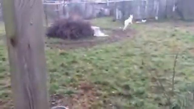 White Doberman смотреть онлайн