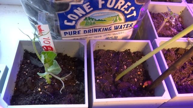 Обзор моей рассады и сравнение перца Винни Пух посаженный разными способами. смотреть онлайн