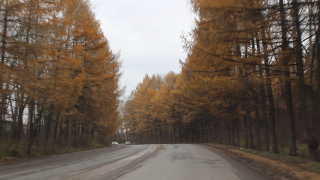 Лиственница