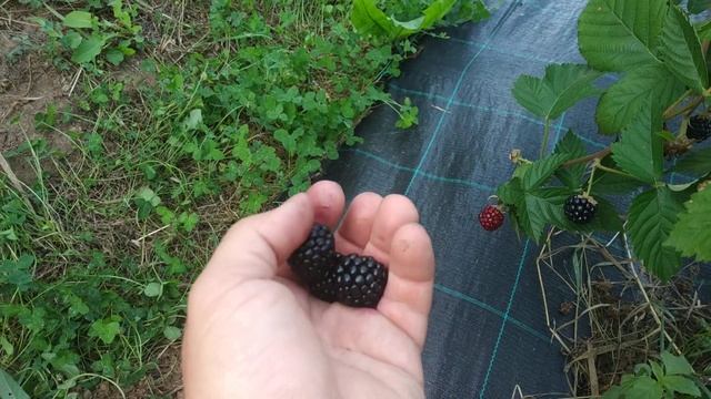 Сорт Швейцарской селекции Астерина!!! Самая сладкий сорт ежевики!!! смотреть онлайн