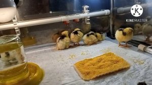 цыплята пушкинской породы.