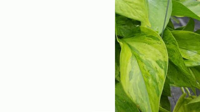 #pothosvarieties #philodendron POTHOS PLANT VARIETIES /EPIPREMNUM AUREUM смотреть онлайн