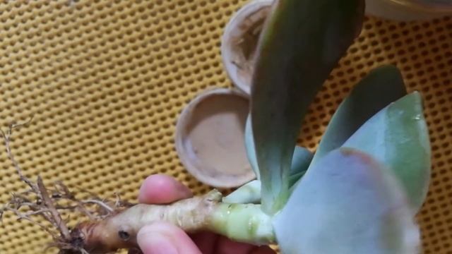 Black Spot/Fungus Treatment on Plants | How to save a dying Succulent | Step by Step Tutorial смотреть онлайн