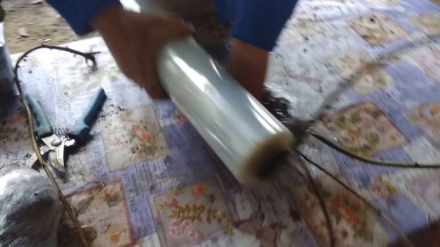 Купить саженцы ежевики почтой из Крыма. Посылка для Кости из г. Лукоянов Нижегородская область смотреть онлайн