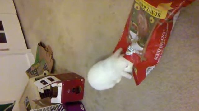 Trapped bunny 1 смотреть онлайн