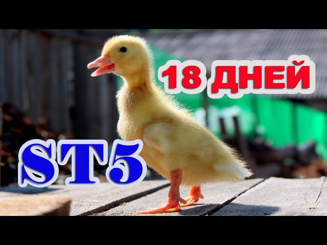 Классный вес! ST5 взвешивание 18 дней БРОЙЛЕРНАЯ утка смотреть онлайн