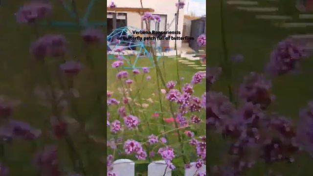 Butterfly friendly plants - Verbena bonsariensis. All Pollinators love these смотреть онлайн