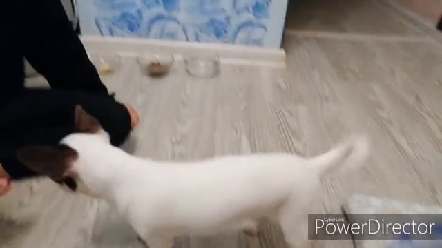 Дрессировка Барсяни Йорка и Тошки чихуахуа. смотреть онлайн