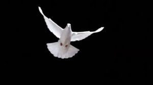 Surb Hogi hpvir🕊hogevor erg.