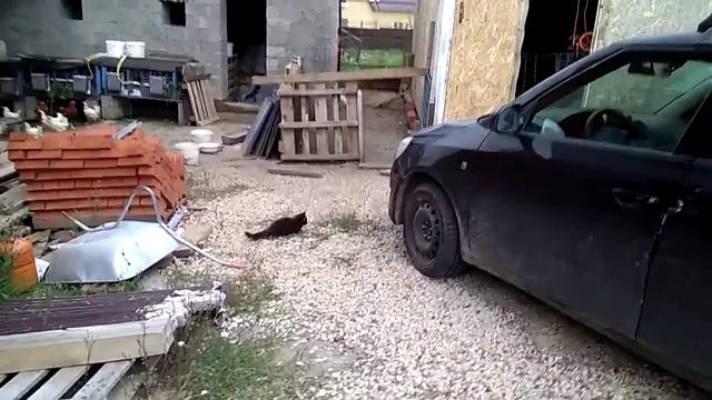 У Буськи новое развлечение. Кур гонять). смотреть онлайн