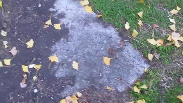 Женское дерево гинкго смотреть онлайн