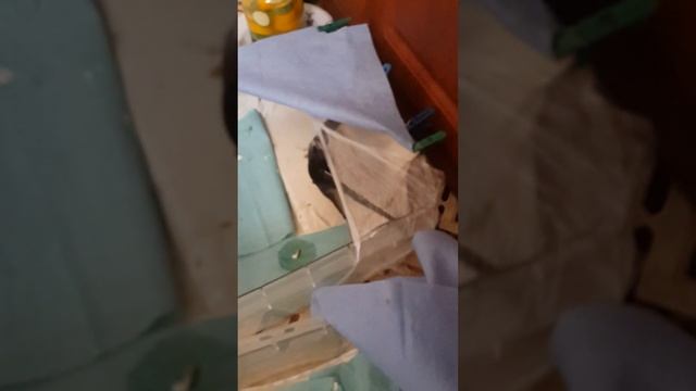 Птенец стрижа готов к полёту (ч.2 из 4) смотреть онлайн