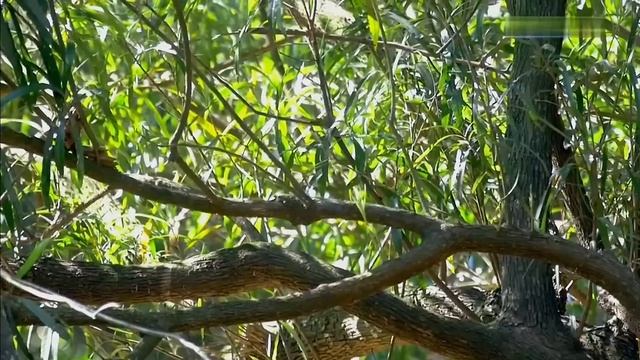 Дикая природа Уругвая. смотреть онлайн