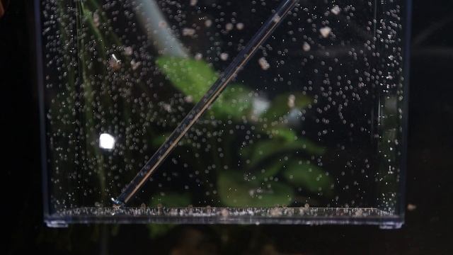 How I Bred Panda Corydoras at Home смотреть онлайн