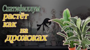 Сделай так и твой спатифиллум начнёт расти как на ДРОЖЖАХ