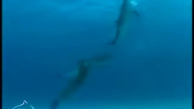 Sea Life.wmv смотреть онлайн