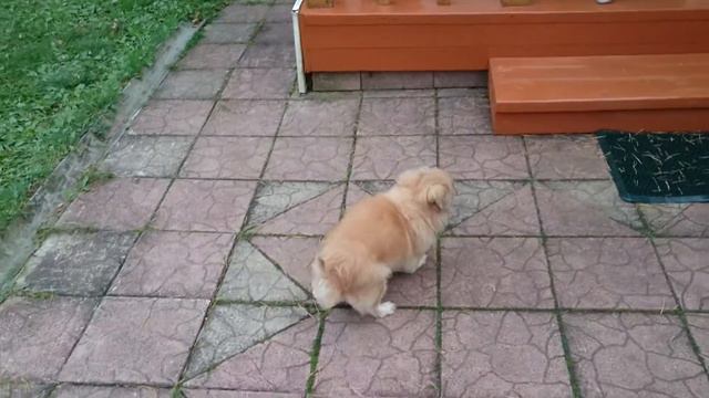 Ника освоилась смотреть онлайн