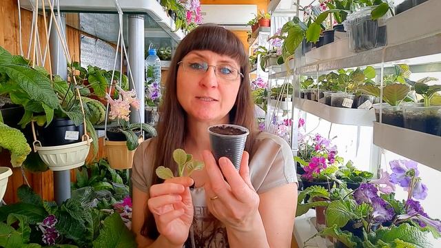 Самый быстрый способ размножения глоксинии смотреть онлайн